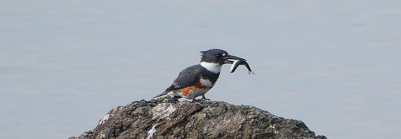 Kingfisher and lunch (the kingfishee). Photo by Alex Shapiro.